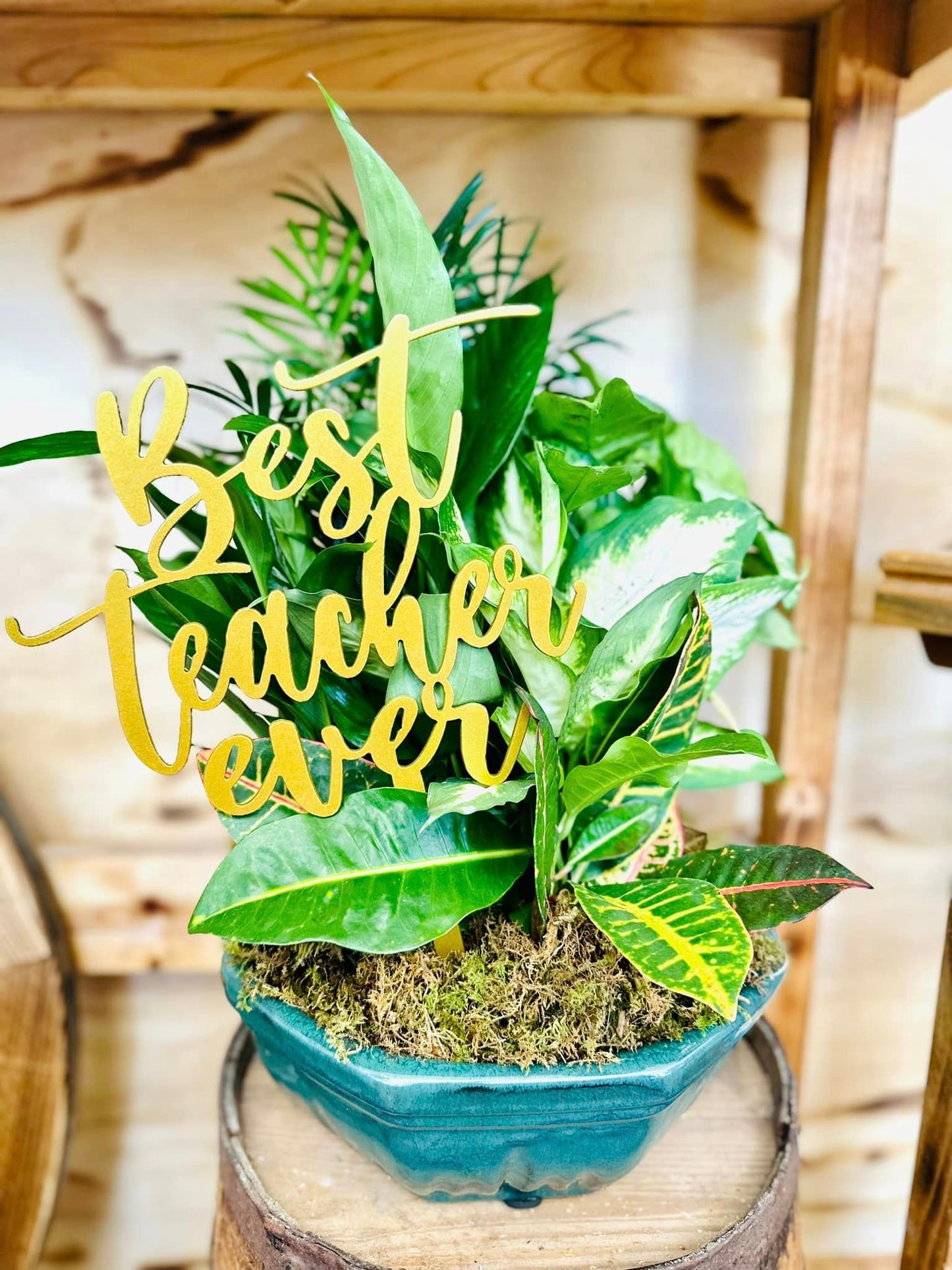 Plant Spike- Best Teacher Ever