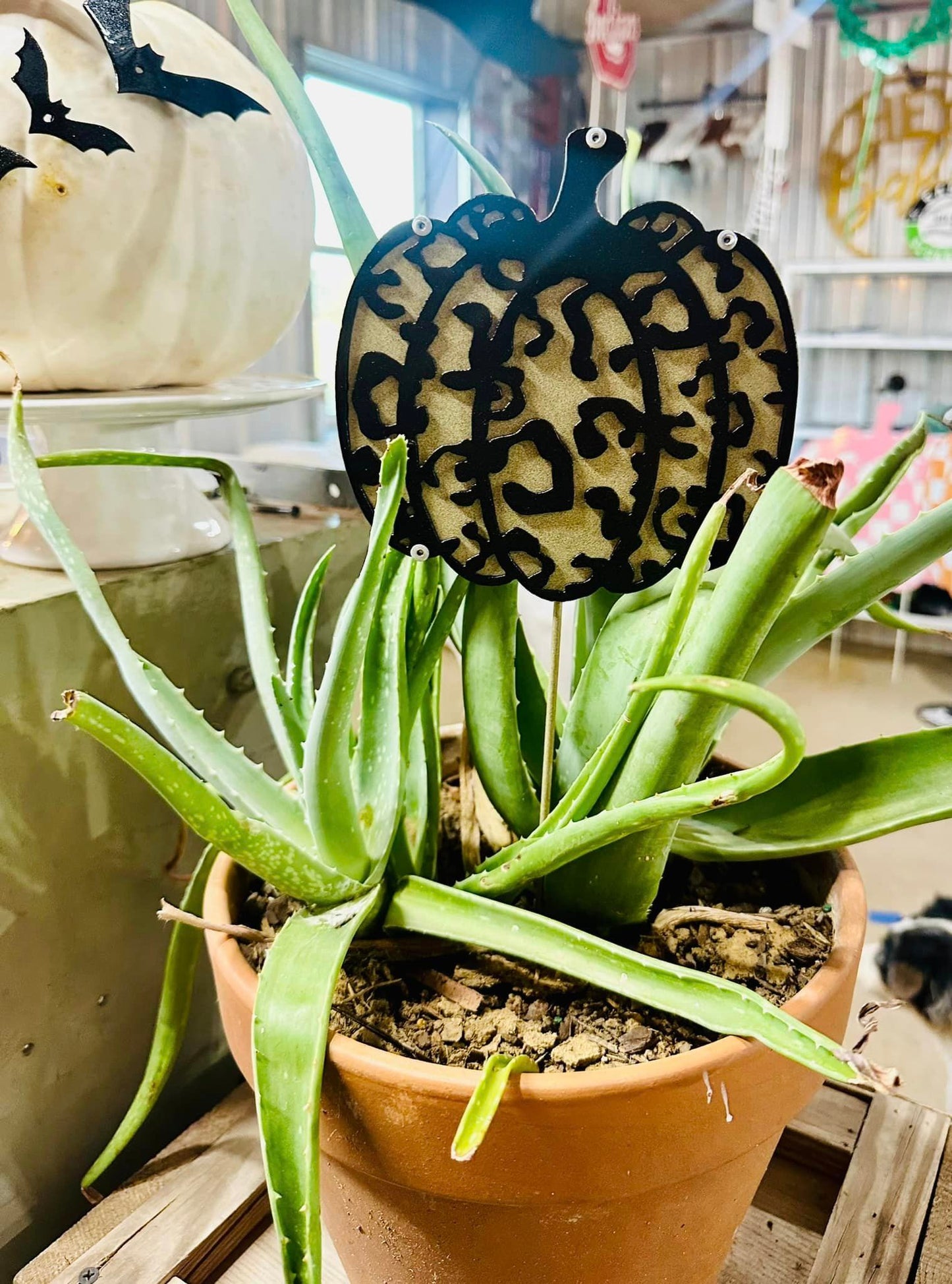 Small Cheetah Pupmkin
