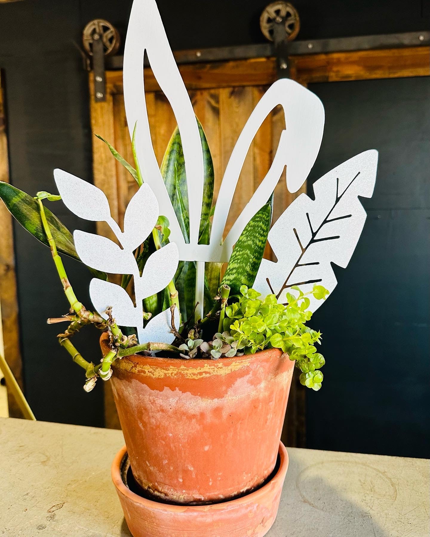 Plant Leaf Picks